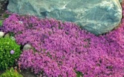 Red Creeping Thyme (Thymus Praecox 'Coccineus') - 6 Pack Of Pint Pots -Wilson Bros Gardens Shop Thyme Red Creeping 10 3