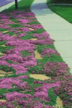 Red Creeping Thyme (Thymus Praecox 'Coccineus') - 6 Pack Of Pint Pots -Wilson Bros Gardens Shop Thyme Red Creeping 11 3