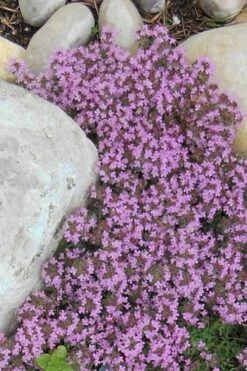 Pink Chintz Thyme - Thymus Serpyllum - 10 Pack Of Pint Pots -Wilson Bros Gardens Shop Thyme Red Creeping 12 1