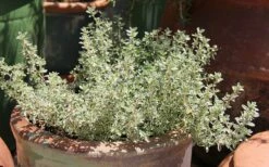 Silver Lemon Thyme - Thymus - 3 Pack Of Quart Pots -Wilson Bros Gardens Shop Thyme Silver Lemon 5