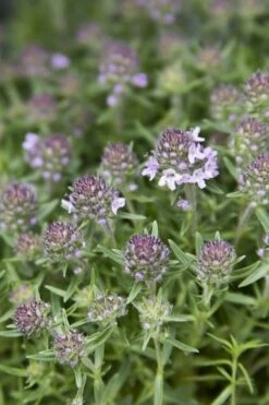 Spicy Orange Thyme - 6 Pack Of Pint Pots -Wilson Bros Gardens Shop Thyme Spicy Orange 10