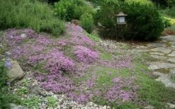 Splendens Purple Creeping Thyme - (Thymus Praecox) - 5 Pack Of Quart Pots -Wilson Bros Gardens Shop Thymus Praecox Splendens 1