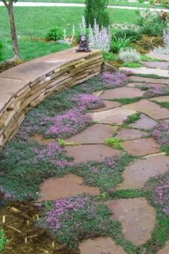 Splendens Purple Creeping Thyme - (Thymus Praecox) - 5 Pack Of Quart Pots -Wilson Bros Gardens Shop Thymus Praecox Splendens 3