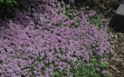 Splendens Purple Creeping Thyme - (Thymus Praecox) - 5 Pack Of Quart Pots -Wilson Bros Gardens Shop Thymus Praecox Splendens 4