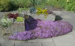 Splendens Purple Creeping Thyme - (Thymus Praecox) - 5 Pack Of Quart Pots -Wilson Bros Gardens Shop Thymus Praecox Splendens 5