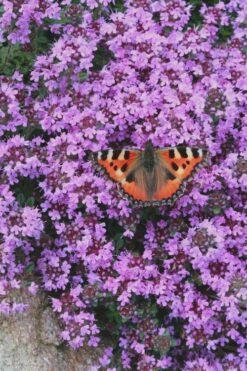 Splendens Purple Creeping Thyme - (Thymus Praecox) - 5 Pack Of Quart Pots
