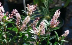 Chipolo Pink Titi Tree - Cliftonia Monophylla - 3 Gallon Pot 9 Chipolo Pink Titi Tree - Cliftonia Monophylla - 3 Gallon Pot -Wilson Bros Gardens Shop Titi Tree Chipolo Pink 2