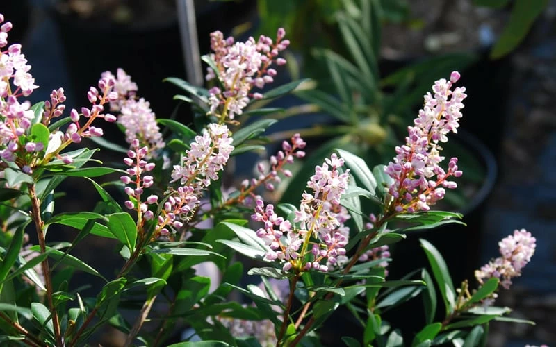 Chipolo Pink Titi Tree - Cliftonia Monophylla - 3 Gallon Pot 4 Chipolo Pink Titi Tree - Cliftonia Monophylla - 3 Gallon Pot - Image 4