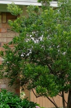 Chipolo Pink Titi Tree - Cliftonia Monophylla - 3 Gallon Pot 10 Chipolo Pink Titi Tree - Cliftonia Monophylla - 3 Gallon Pot -Wilson Bros Gardens Shop Titi Tree Chipolo Pink 5