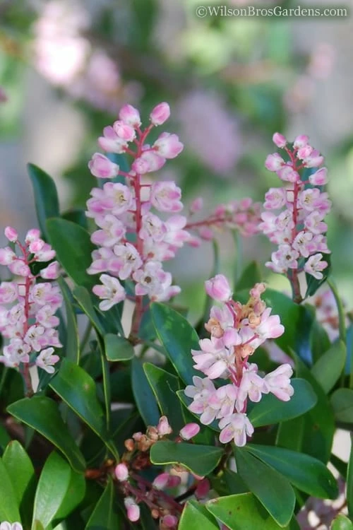 Chipolo Pink Titi Tree - Cliftonia Monophylla - 3 Gallon Pot 1 Chipolo Pink Titi Tree - Cliftonia Monophylla - 3 Gallon Pot