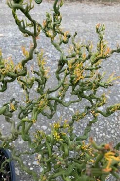 Tiny Dragon Hardy Orange (Poncirus Trifoliata) - 5 Gallon Pot - SALE! -Wilson Bros Gardens Shop Trifoliate Orange Tiny Dragon 1