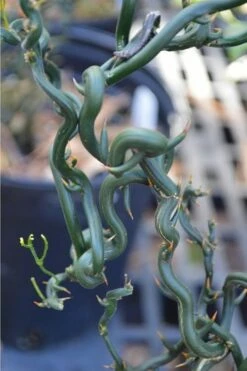 Tiny Dragon Hardy Orange (Poncirus Trifoliata) - 5 Gallon Pot - SALE! -Wilson Bros Gardens Shop Trifoliate Orange Tiny Dragon 2