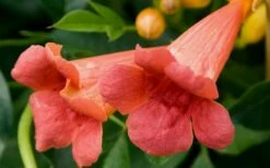 Madame Galen Trumpet Vine - 2 Pack Of Quart Pots -Wilson Bros Gardens Shop Trumpet Vine Madame Galen Flowers