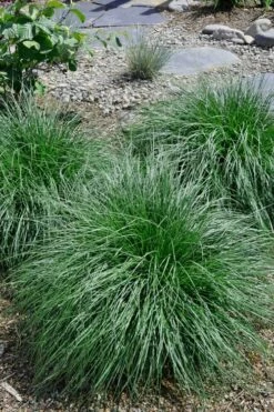 Tufted Hair Grass (Deschampsia Cespitosa) - 1 Gallon Pot -Wilson Bros Gardens Shop Tufted Hair Grass 14