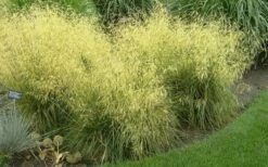Tufted Hair Grass (Deschampsia Cespitosa) - 16 Pack Of 1 Gallon Pots -Wilson Bros Gardens Shop Tufted Hair Grass 19 2