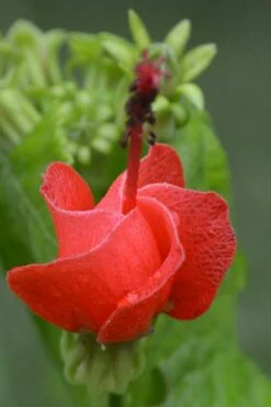 Turk's Cap Mallow (Malvaviscus Drummondii) - 5 Pack Of Quart Pots -Wilson Bros Gardens Shop Turks Cap 1