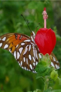 Turk's Cap Mallow (Malvaviscus Drummondii) - 5 Pack Of Quart Pots -Wilson Bros Gardens Shop Turks Cap 5 1
