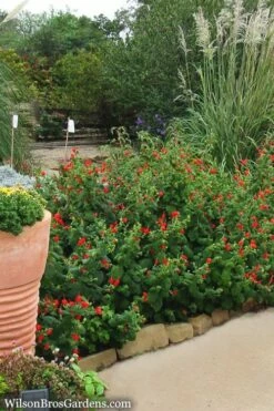 Turk's Cap Mallow (Malvaviscus Drummondii) - 5 Pack Of Quart Pots -Wilson Bros Gardens Shop Turks Cap 7 1