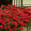 EnduraScape Red Verbena - 1 Gallon Pot