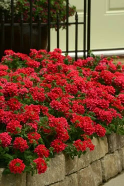 EnduraScape Red Verbena - 10 Pack Of Pint Pots