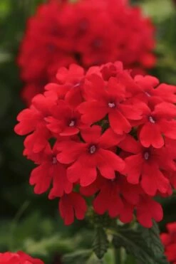 EnduraScape Red Verbena - 1 Gallon Pot -Wilson Bros Gardens Shop Verbena EnduraScape Red 7 1