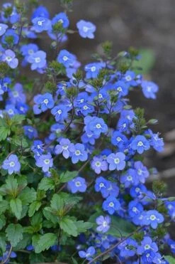 Georgia Blue Veronica Umbrosa - 6 Pack Of 1 Gallon Pots -Wilson Bros Gardens Shop Veronica Georgia Blue 500x750 1