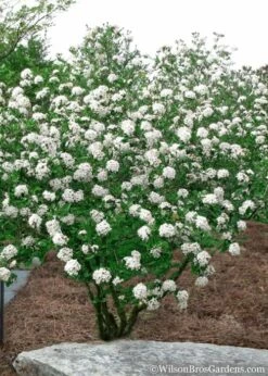 Burkwood Fragrant Viburnum - 3 Gallon Pot -Wilson Bros Gardens Shop Viburnum Burkwood 10