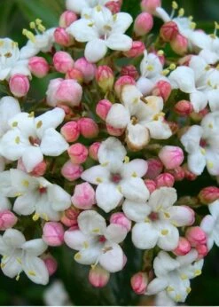 Burkwood Fragrant Viburnum - 3 Gallon Pot -Wilson Bros Gardens Shop Viburnum Burkwood 11