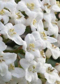 Burkwood Fragrant Viburnum - 3 Gallon Pot -Wilson Bros Gardens Shop Viburnum Burkwood 2