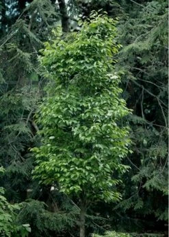 Burkwood Fragrant Viburnum - 3 Gallon Pot -Wilson Bros Gardens Shop Viburnum Burkwood 7