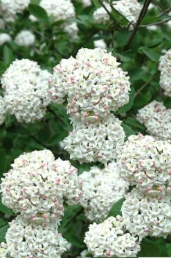 Fragrant Snowball Viburnum Carlecephalum - 3 Gallon Pot