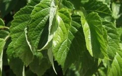 Chicago Luster Arrowwood Viburnum - 3 Gallon Pot -Wilson Bros Gardens Shop Viburnum Chicago Luster 1