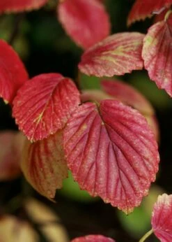 Chicago Luster Arrowwood Viburnum - 3 Gallon Pot -Wilson Bros Gardens Shop Viburnum Chicago Luster 4
