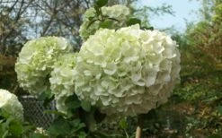 Chinese Snowball Viburnum Bush - 7 Gallon Pot (2-3') -Wilson Bros Gardens Shop Viburnum Chinese Snowball Bloom Green 1