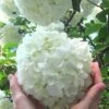 Chinese Snowball Viburnum Bush - 3 Gallon Pot