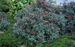 Dwarf Evergreen Snowball Viburnum 'Conoy' - 3 Gallon Pot -Wilson Bros Gardens Shop Viburnum Conoy 2