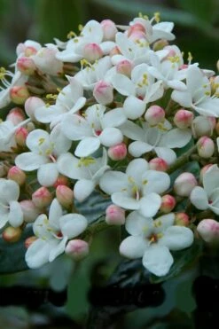Dwarf Evergreen Snowball Viburnum 'Conoy' - 3 Gallon Pot -Wilson Bros Gardens Shop Viburnum Conoy 6