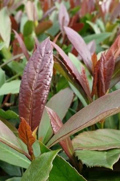 Coppertop Sweet Viburnum - 3 Gallon Pot -Wilson Bros Gardens Shop Viburnum Coppertop 3