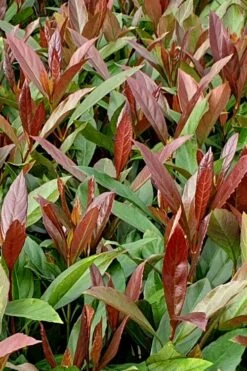Coppertop Sweet Viburnum - 2 Gallon Pot