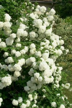 European Snowball Viburnum Bush - 3 Gallon Pot -Wilson Bros Gardens Shop Viburnum European Snowball 1