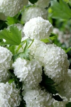 European Snowball Viburnum Bush - 3 Gallon Pot -Wilson Bros Gardens Shop Viburnum European Snowball 5