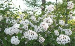 Juddi Fragrant Snowball Viburnum - 3 Gallon Pot -Wilson Bros Gardens Shop Viburnum Judd 2