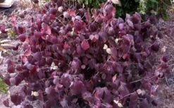 Juddi Fragrant Snowball Viburnum - 3 Gallon Pot -Wilson Bros Gardens Shop Viburnum Judd 5