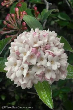 Juddi Fragrant Snowball Viburnum - 3 Gallon Pot
