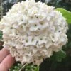 Fragrant Snowball Viburnum Carlesii 'Korean Spice' - 2 Gallon Pot