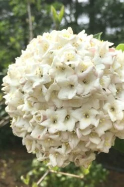Fragrant Snowball Viburnum Carlesii 'Korean Spice' - 2 Gallon Pot 7 Fragrant Snowball Viburnum Carlesii 'Korean Spice' - 2 Gallon Pot -Wilson Bros Gardens Shop Viburnum Korean Spice 2