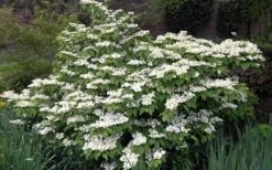 Mariesii Doublefile Viburnum - 2.5 Gallon Pot -Wilson Bros Gardens Shop Viburnum Mariesii 1