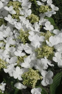 Mariesii Doublefile Viburnum - 1 Gallon Pot -Wilson Bros Gardens Shop Viburnum Mariesii 2 2