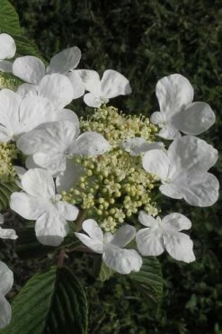 Mariesii Doublefile Viburnum - 1 Gallon Pot -Wilson Bros Gardens Shop Viburnum Mariesii 3 2