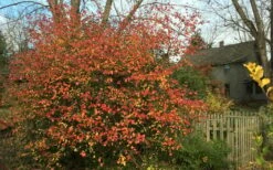 Fragrant Mohawk Viburnum Burkwoodi - 3 Gallon Pot -Wilson Bros Gardens Shop Viburnum Mohawk 10 2